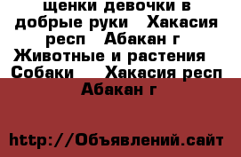 щенки девочки в добрые руки - Хакасия респ., Абакан г. Животные и растения » Собаки   . Хакасия респ.,Абакан г.